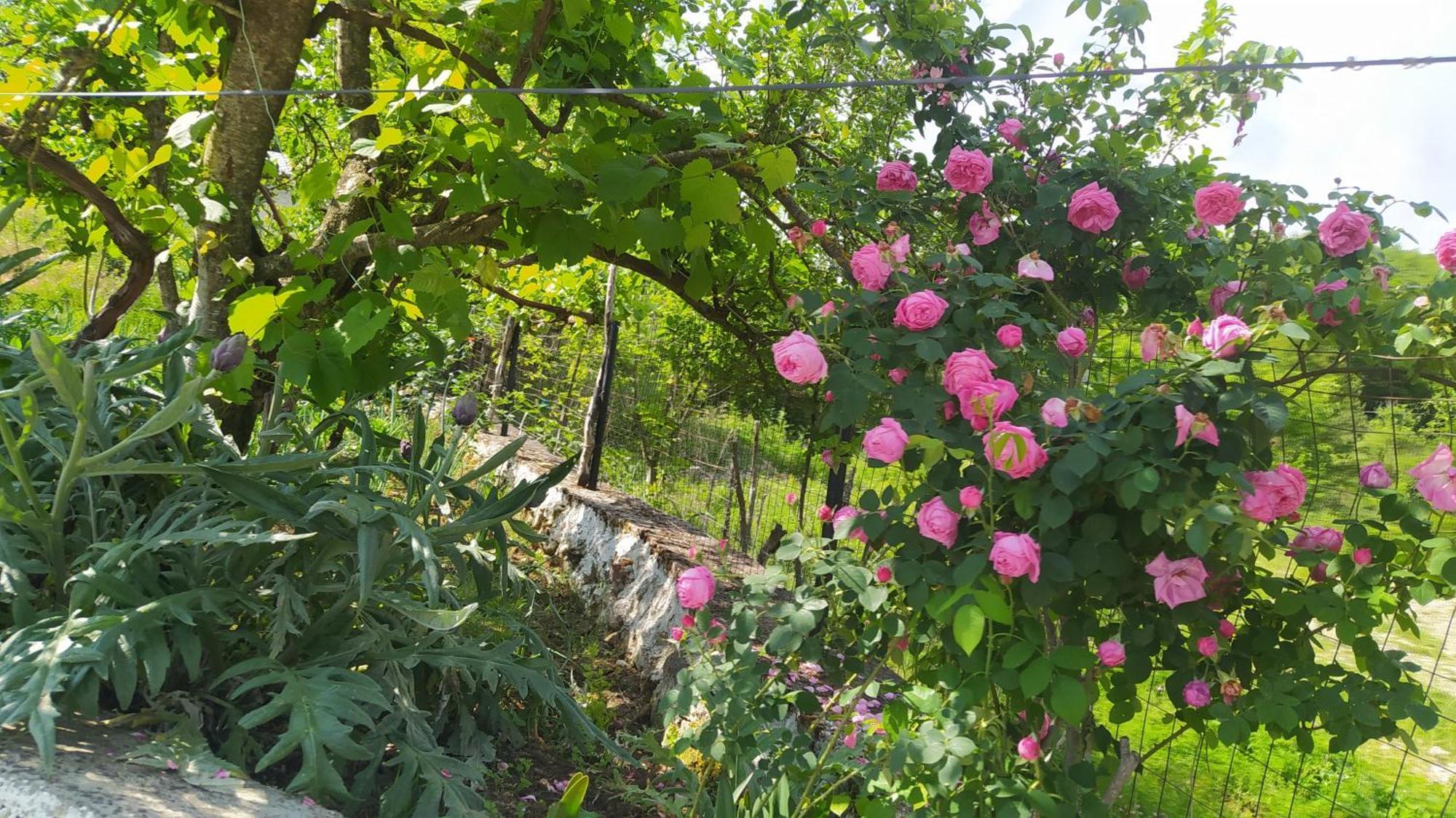 Spring Village