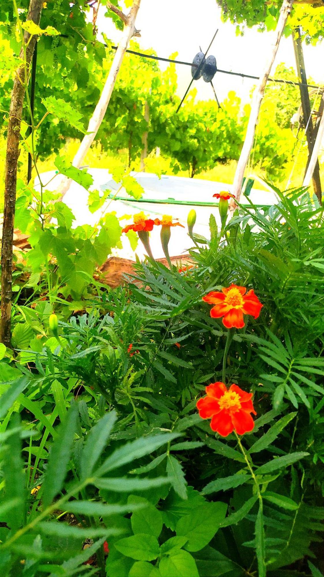 Spring Village Appartement