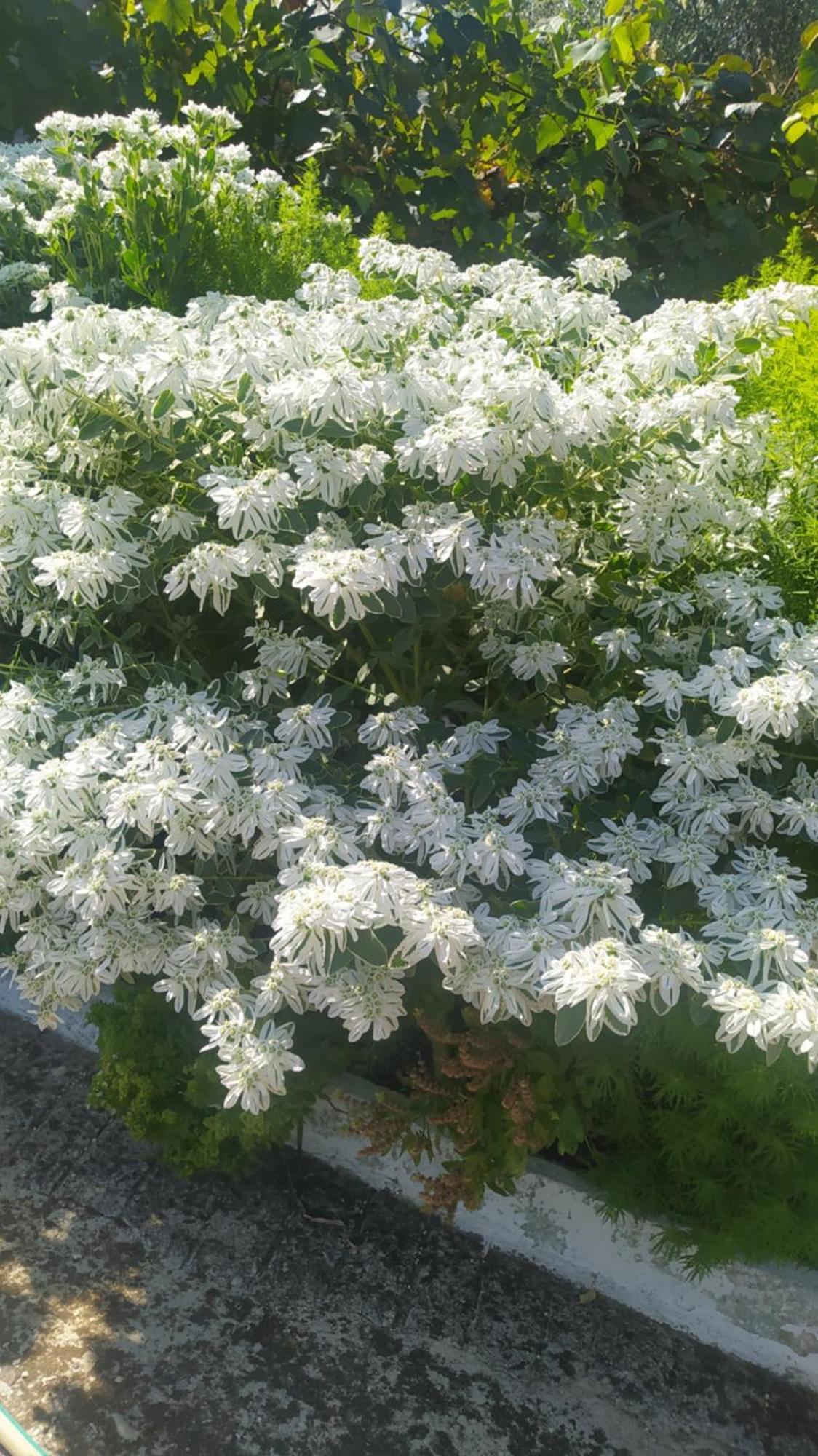 Appartement Spring Village