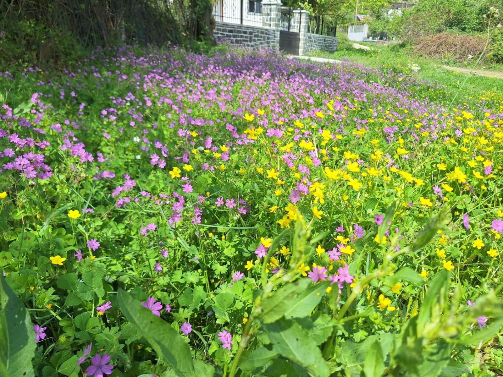 Spring Village * Përmet